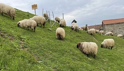Foto de Cantabria facilita a los ganaderos de ovino las vacunas frente al serotipo 3 de la lengua azul