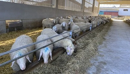 Foto de Urcacyl recibe 15.000 euros para un estudio sectorial del ovino de leche en Castilla y Len