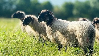 Foto de Cuatro dcadas orientadas a la mejora gentica de la oveja Latxa en Euskadi