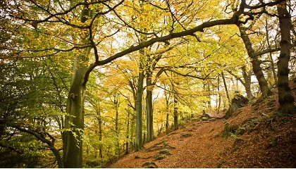 Foto de Brother apresenta novo Plano Ambiental