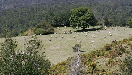Foto de Navarra aprueba ayudas de apoyo para explotaciones lácteas en zonas de montaña