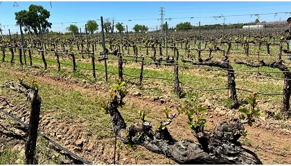 Foto de Madrid desarrolla variedades de vid ante las pérdidas de cultivo en viñedos regionales