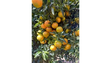 Foto de Bagu lanza XLO, una revolucionaria clementina precoz, de gran calibre y fácil manejo en el campo