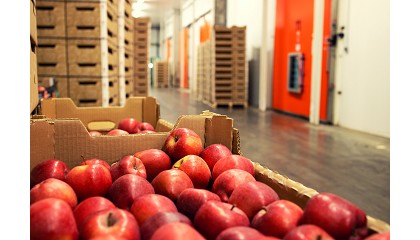 Foto de La cosecha de fruta de pepita cae un 6%, aunque la produccin de manzana crece un 3,3%