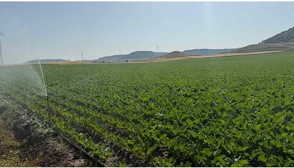Foto de El precio medio de la tierra de uso agrario creció un 2,8% el año pasado