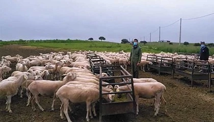 Foto de Impactos, estrategias y aprendizajes en el sector ovino-caprino espaol ante la COVID-19 y la guerra de Ucrania