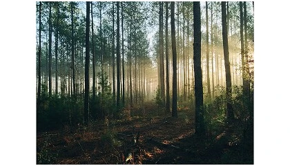 Foto de A economia da floresta