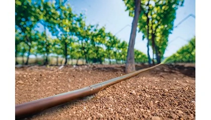 Foto de Cu Protect: tecnología de riego que protege el gotero de las raíces y potencia la producción en la viña