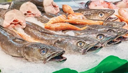 Foto de De la secuenciacin al mercado: cmo el ADN de la merluza puede cambiar la gestin de sus pesqueras