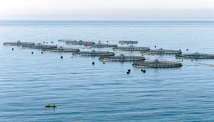 Foto de La acuicultura en España en 2024: estabilidad en el mar y crecimiento en agua dulce