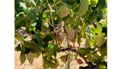 Foto de Estiman un 20% menos de uva en la Comunidad Valenciana por el pedrisco y el calor