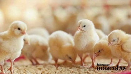 Foto de Elanco lanza en Espaa y Portugal la nueva presentacin soluble de Gallipro Fit Drink