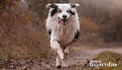 Foto de Nutrici�n adecuada para perros de alta energ�a