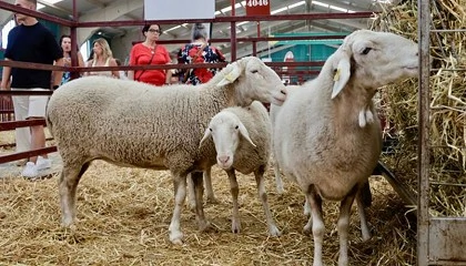 Foto de Santos Martn Lpez obtiene el premio a mejor ganadera en el XXXIV Concurso Nacional de Castellana