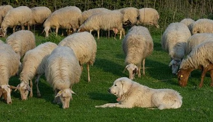 Foto de El Ifapa abre las inscripciones para una nueva formacin de pastoreo con perros adiestrados