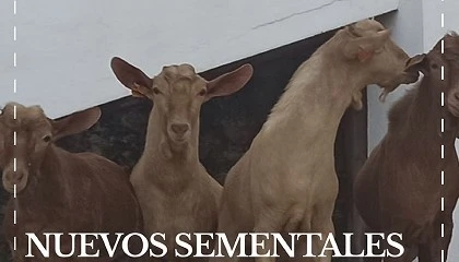 Foto de Cabrama incorpora nuevos sementales al Centro de Seleccin de la Cabra Malaguea