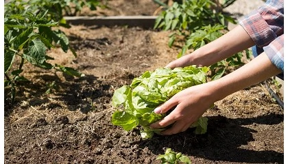 Foto de Huertos urbanos en otoño: claves para un manejo eficiente y sostenible