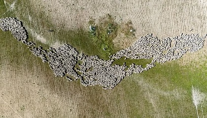 Foto de Un nuevo proyecto turstico pone en valor las rutas de trashumancia de las ovejas Merinas