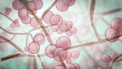 Fotografia de El ECDC advierte sobre la expansión de Candidozyma auris resistente a fármacos en hospitales europeos