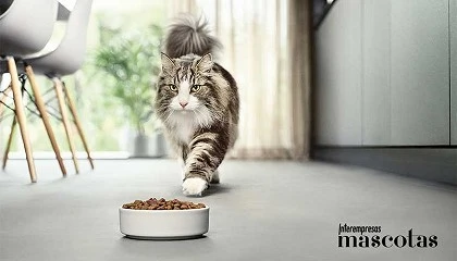 Foto de Nestl Purina lanza al mercado Pro Plan LiveClear, el primer y nico alimento que reduce los alrgenos en el pelo de los felinos