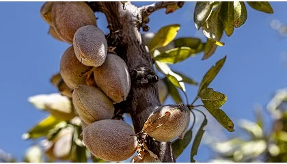 Foto de A hist�ria de sucesso da am�ndoa europeia: uma radiografia da qualidade e sustentabilidade do produto embaixador da Pen�nsula Ib�rica