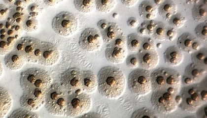 Foto de Prevalencia estable de la agalaxia contagiosa pese al aumento de explotaciones vigiladas