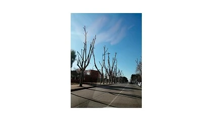 Foto de Presente y futuro de la arboricultura en el entorno urbano