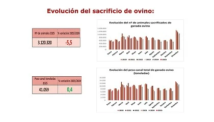 Foto de El descenso de sacrificios en ovino aumenta los precios de la carne