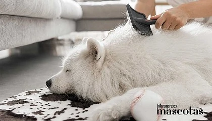 Foto de ¿Por qué pierde pelo tu mascota cuando llega el otoño?