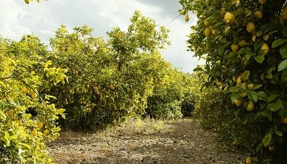 Foto de AEVAE supera las 500 toneladas de envases recogidos en más de 300 puntos en Murcia
