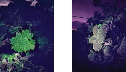 Foto de Hubel Verde apresenta tecnologia Martignani em demonstrao tcnica