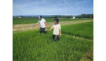 Foto de ¿Puede la agricultura de precisión y la teledetección mejorar la fertilización nitrogenada del arroz?