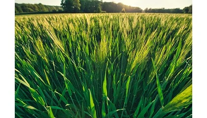 Foto de Fertilizantes: motor estratégico para el futuro del campo europeo