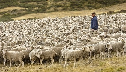 Foto de Modelo pionero para la convivencia entre ganadera extensiva y energa solar