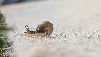 Foto de El viedo que se viste de lana: Otazu ensaya acolchados de oveja Latxa para cuidar el suelo