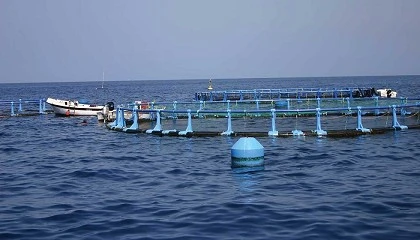 Photo de Espa�a, primer productor de acuicultura de la UE: 243.000 toneladas