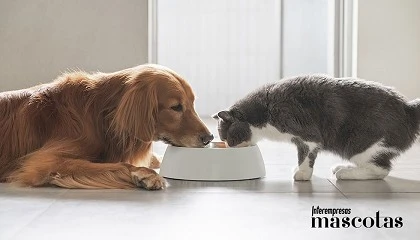 Foto de Tendencias internacionales en nutrición funcional para animales de compañía: lo que ya se diseña fuera y lo que está llegando a España