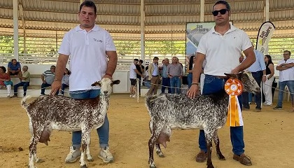 Foto de La raza Florida celebra su XIV Concurso Morfológico Nacional en la Feria de Zafra