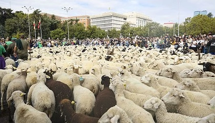 Foto de Un rebao de 1.300 ovejas y cabras reivindica la trashumancia en el corazn de Madrid