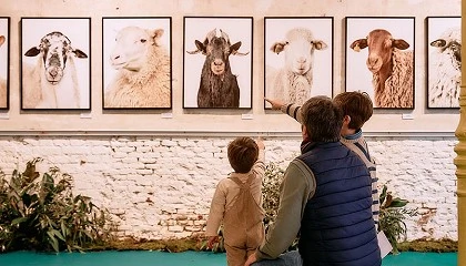 Foto de Madrid acoge la quinta edicin de Pastoreo para acercar la cultura del cordero a la ciudad