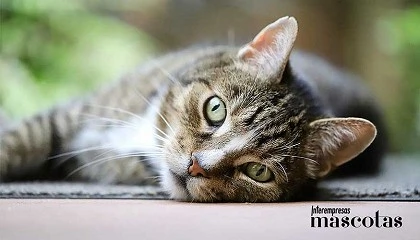 Foto de El arte de vivir con gatos: entender su comportamiento para mejorar su bienestar y fortalecer el vnculo