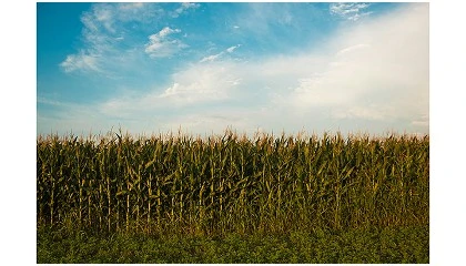 Foto de Produtores nacionais debatem futuro dos cereais