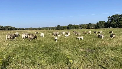 Foto de Potencial de la tedera como leguminosa forrajera resistente a la sequa como en la dehesa