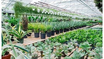 Foto de Las exportaciones españolas de flor y planta viva crecen un 2% y alcanzan los 485 millones hasta julio