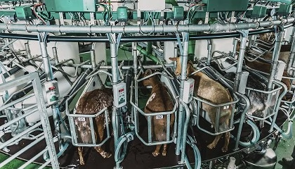 Foto de Consideraciones generales del ordeo en caprino lechero