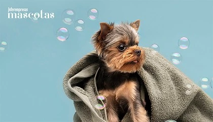 Foto de Cómo cuidar la piel de perros y gatos con la llegada del frío