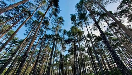Foto de Ms del 56% de Espaa es bosque, pero su madera sigue desaprovechada