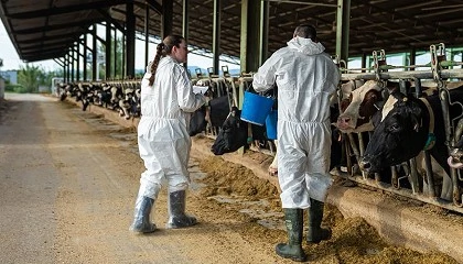 Foto de Arranca la vacunación contra la dermatosis nodular en Aragón con 30.000 dosis