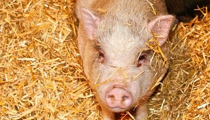 Foto de Enriquecimiento ambiental: la espectroscopía de infrarrojo cercano (NIRS) como herramienta para diferenciar el sistema de manejo de cerdo ibérico