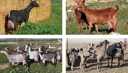 Photo de Las razas aut�ctonas espa�olas ganan presencia global con ventas de gen�tica a cuatro continentes